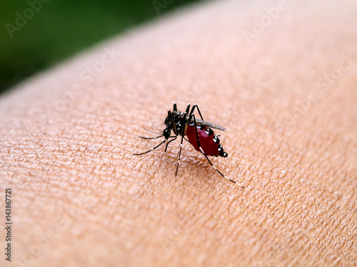 mosquito sucking blood.