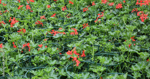 Fototapeta Naklejka Na Ścianę i Meble -  red geraniums on sale in the greenhouse in spring