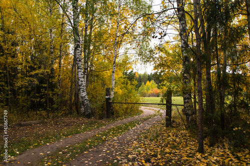 A small road in the forest in autumn day