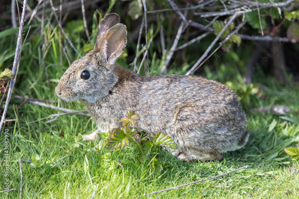 Alert Cottontail Rabbit (Sylvilagus). San Mateo County, California, USA.
Alert Cottontail Rabbit (Sylvilagus). San Mateo County, California, USA.