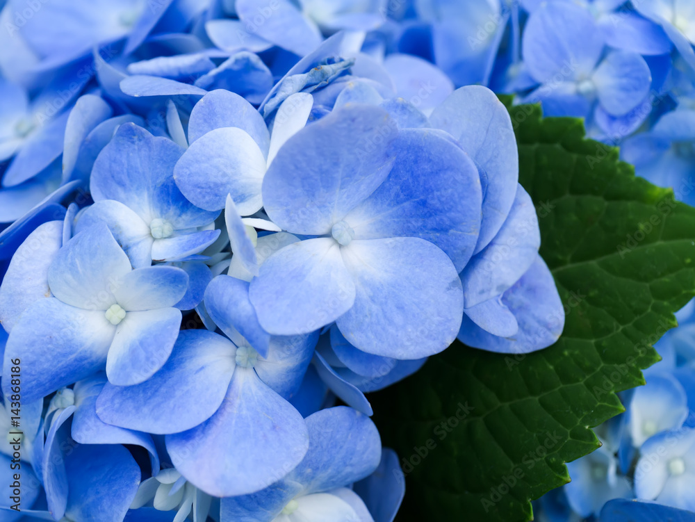 Blue Hydrangea flower.