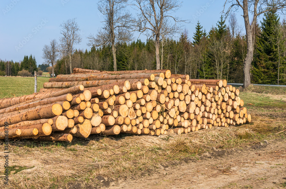 Wooden logs or trunks of trees cut and stacked on the ground