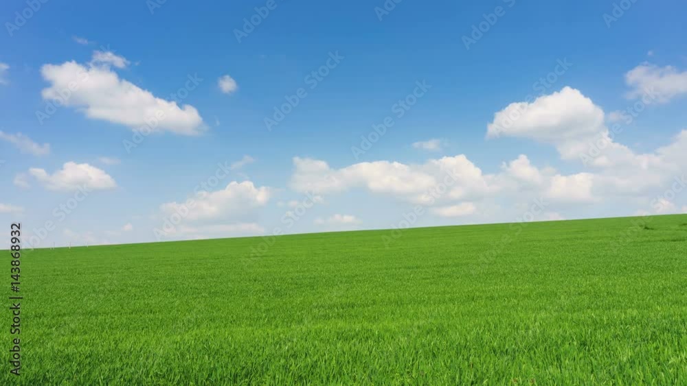 Bright sunny spring day large clouds over green field of young wheat time lapse Bright sunny spring day large clouds over green field of young wheat time lapse