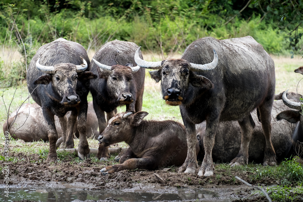 Naklejka premium Buffalo