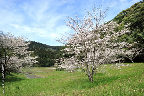 桜のある風景 宮崎県日南市