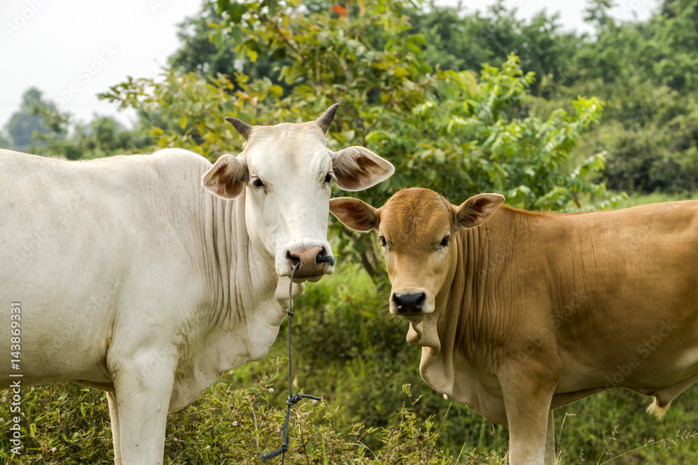 Cows are looking to shoot. Cows are looking to shoot.