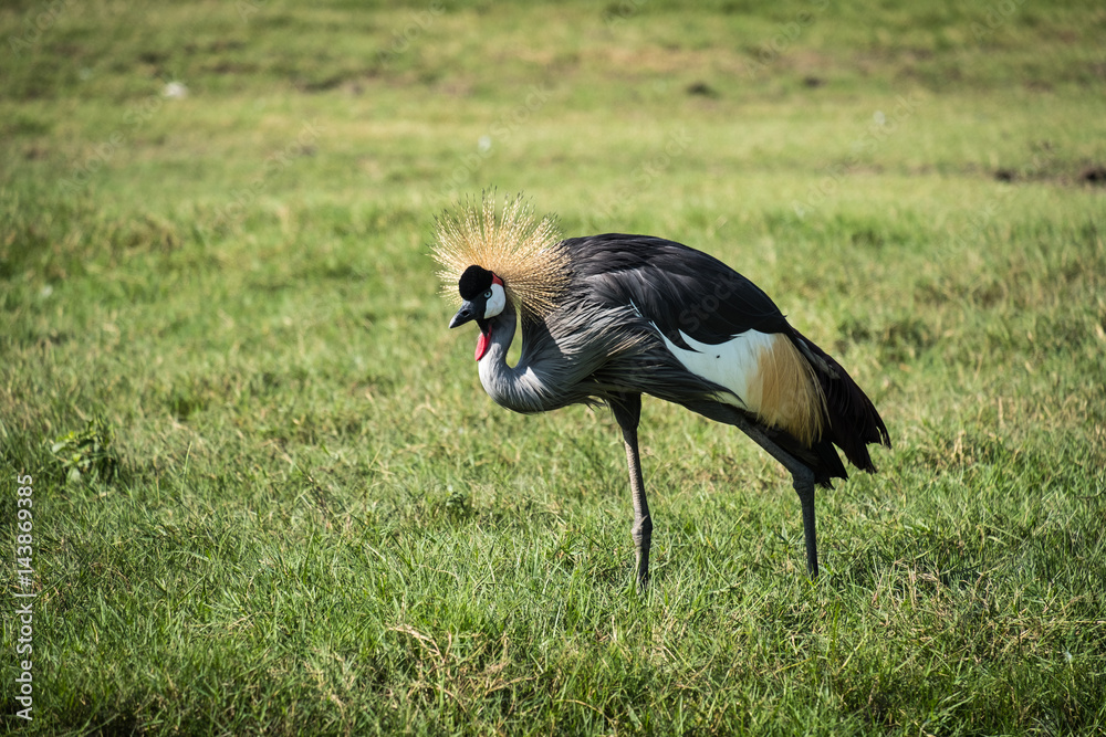 Fototapeta premium Grey crowned crane