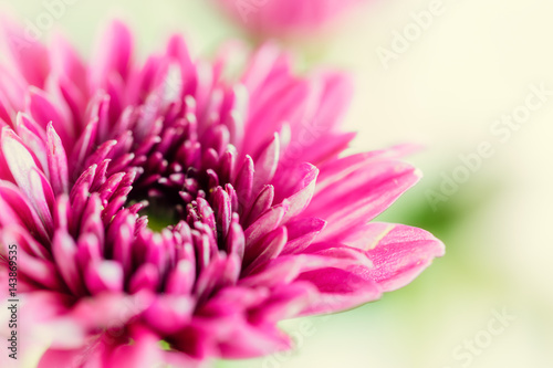 Close up background of purple chrysanthemum flower, macro on green bacckground