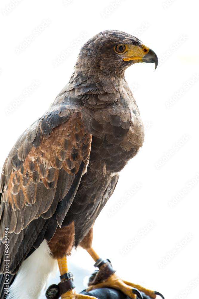 Fototapeta premium Hawk