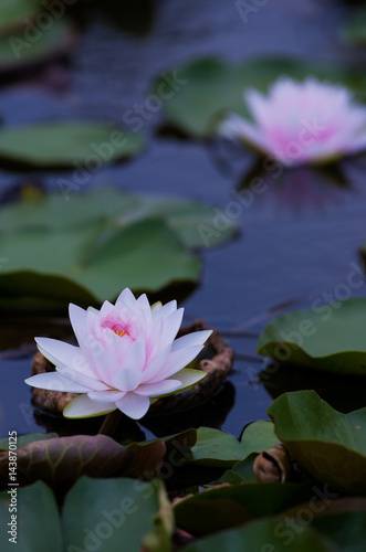 Lotus flower background