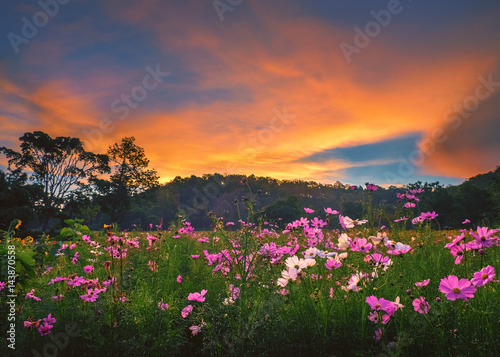 Mountain landscape with Magic pink Cosmos flowers in blooming with sunset background.