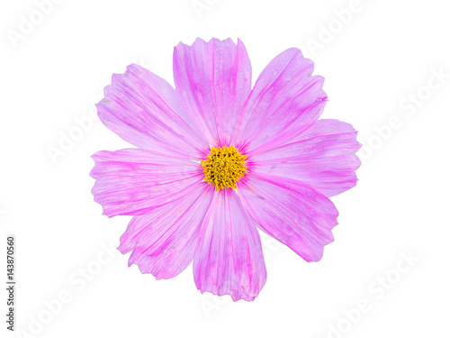 Beautiful Cosmos Flower isolated. This has clipping path.