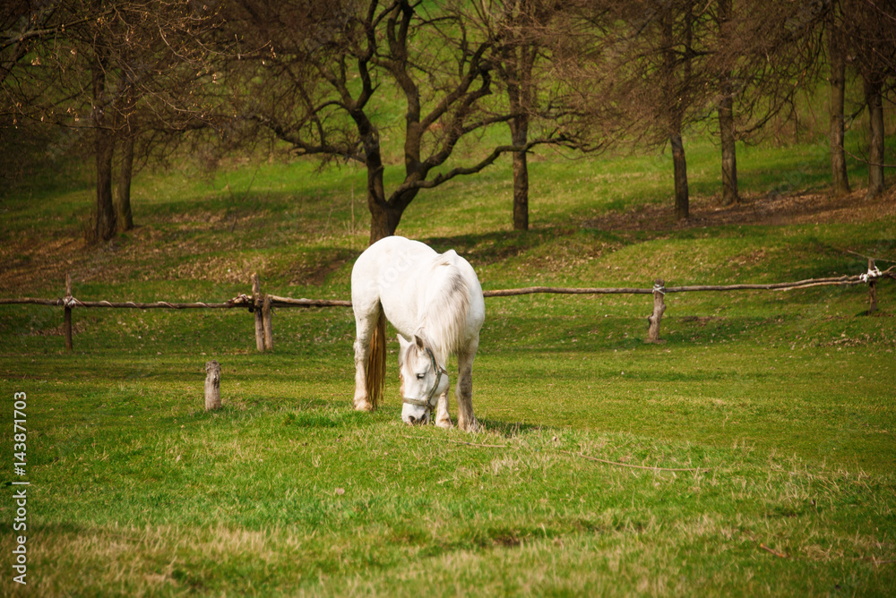 Horses in the pasture on a fine spring day Horses in the pasture on a fine spring day