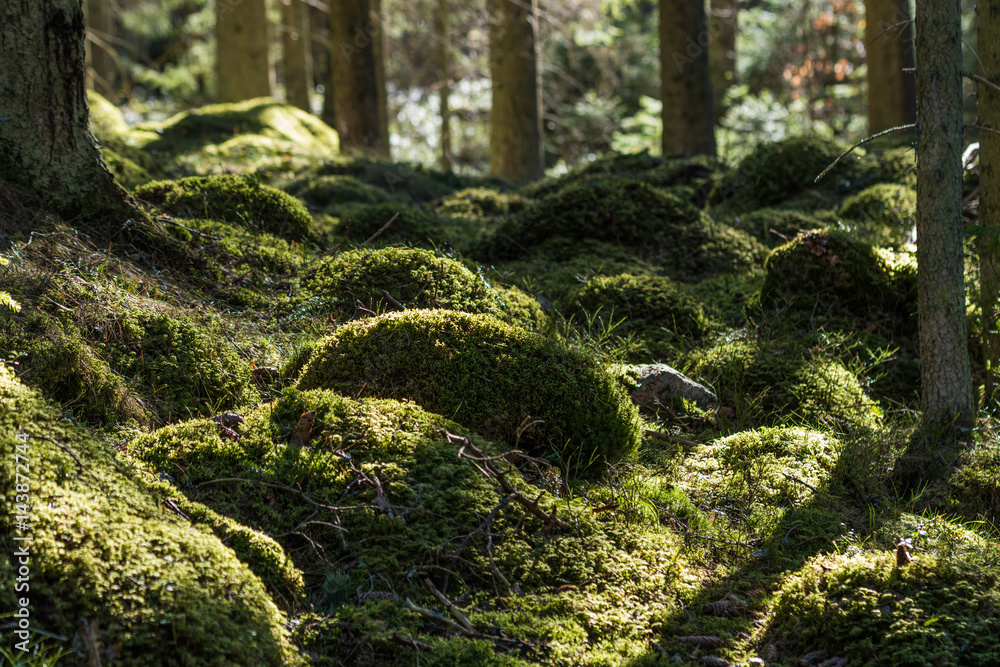 Green mossy forest ground Green mossy forest ground