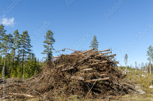 Firewood of felling residues