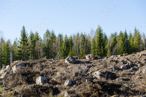 Clear cut forest area