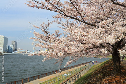 隅田川と満開の桜並木