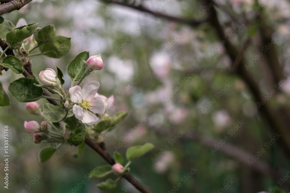 Spring Apple Blooming Trees