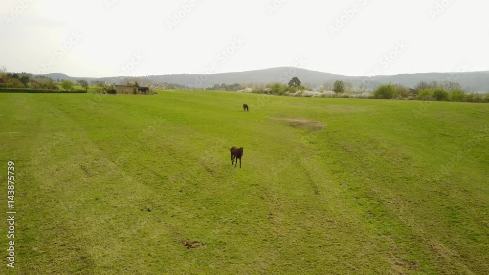 Aerial: flying over the agrarian hilly fields in La Roche Area with horses in a field, Belgian Ardennes Aerial: flying over the agrarian hilly fields in La Roche Area with horses in a field, Belgian Ardennes