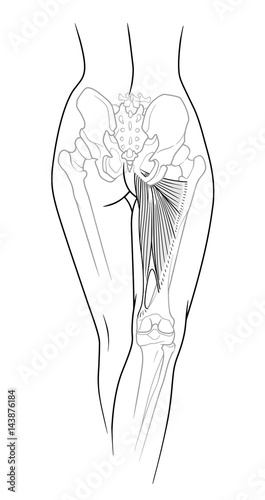 A fragment of the female body, backside - the lower back, pelvis and legs below the knee to the skeletal elements, large and small adductor muscle, rear view. Isolated on a white background.