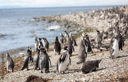 The Magellanic penguin on the Islands of Tierra del fuego, Patagonia, Argentina, colony