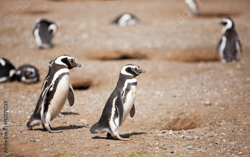 The Magellanic penguin on the Islands of Tierra del fuego, Patagonia, Argentina.