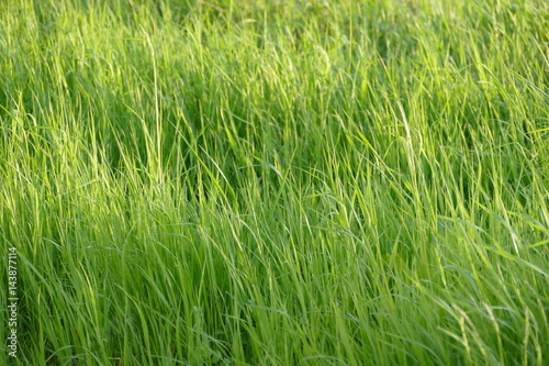 Gras 