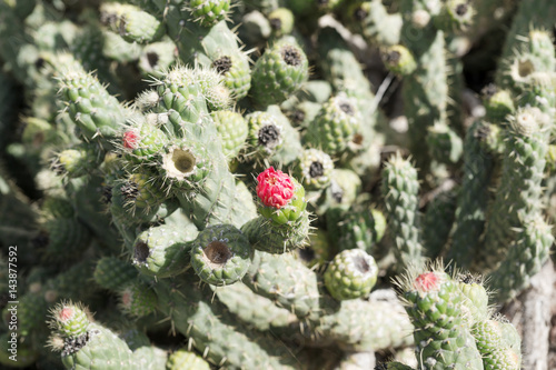 Closeup of green cactus with a red flower