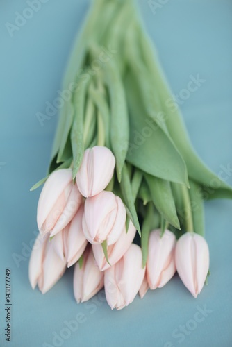 Pink tulip flowers on blue background