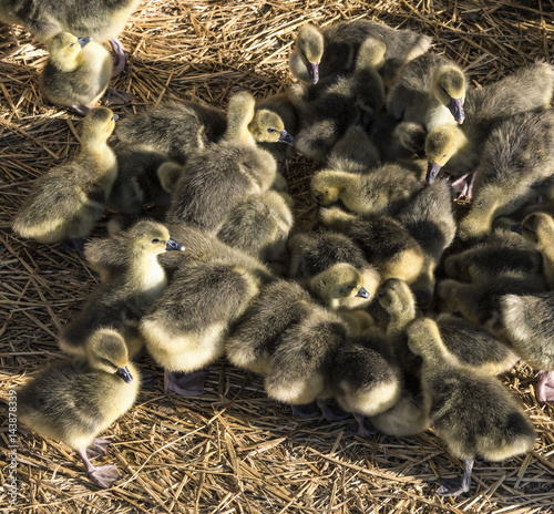Mallard duckling on farm © PerseoMedia