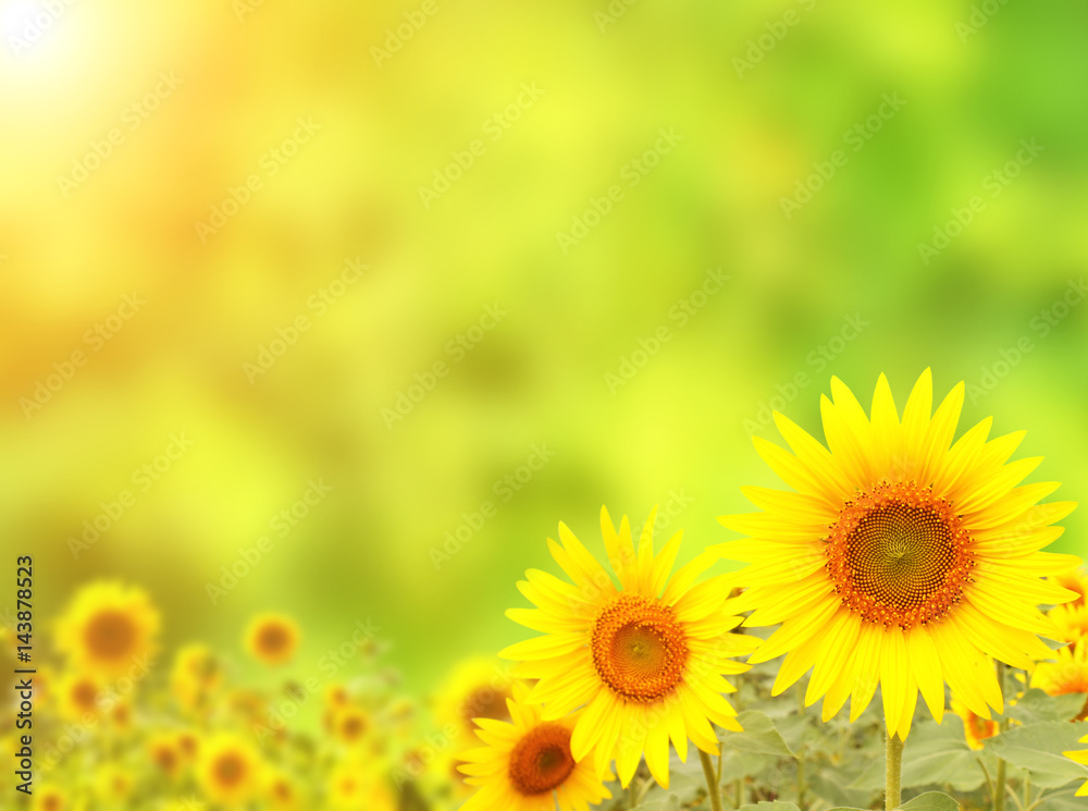 Fototapeta premium Bright yellow sunflower on green background