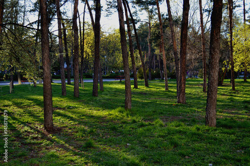 In the park in the spring