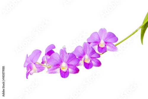 Fototapeta Naklejka Na Ścianę i Meble -  Orchid flowers,Pink orchid isolated on white background