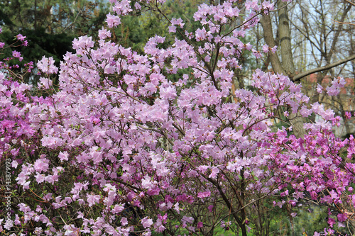 spring bloom