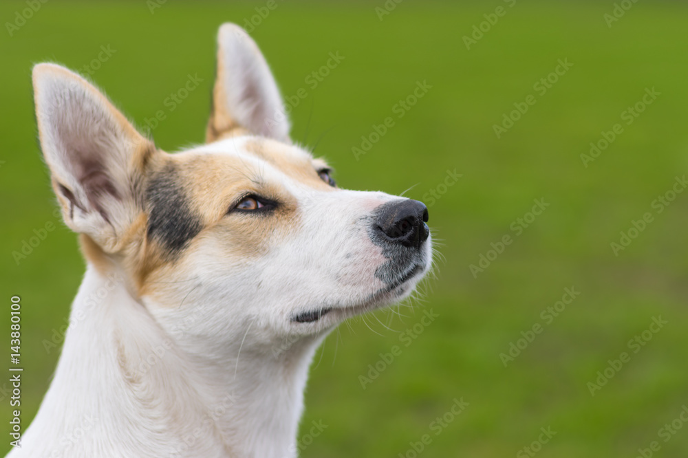 Outdoor portrait of cross-breed of hunting and northern dog against green background. The dog looking up.
