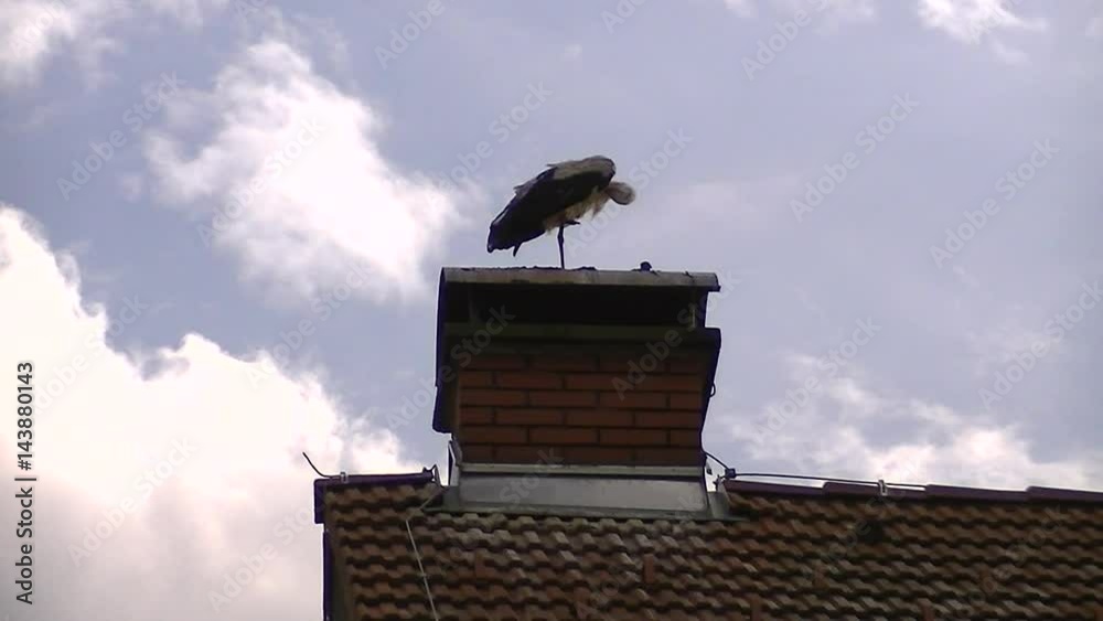 Federpflege eines Storch hoch oben auf einem Kamin Federpflege eines Storch hoch oben auf einem Kamin