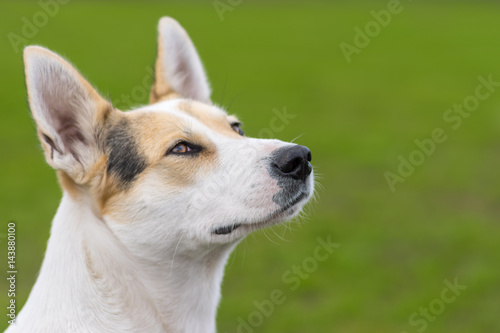Outdoor portrait of cross-breed of hunting and northern dog against green background. The dog looking up.