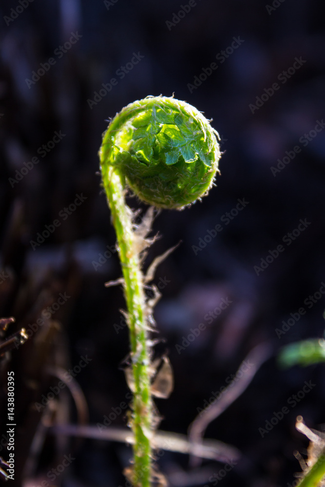 Fototapeta premium Spring young fern