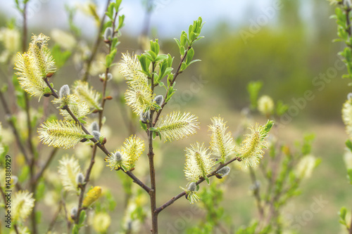 pussy willow branches