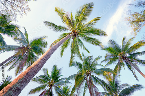 Coconut palms against blue sky. © luengo_ua