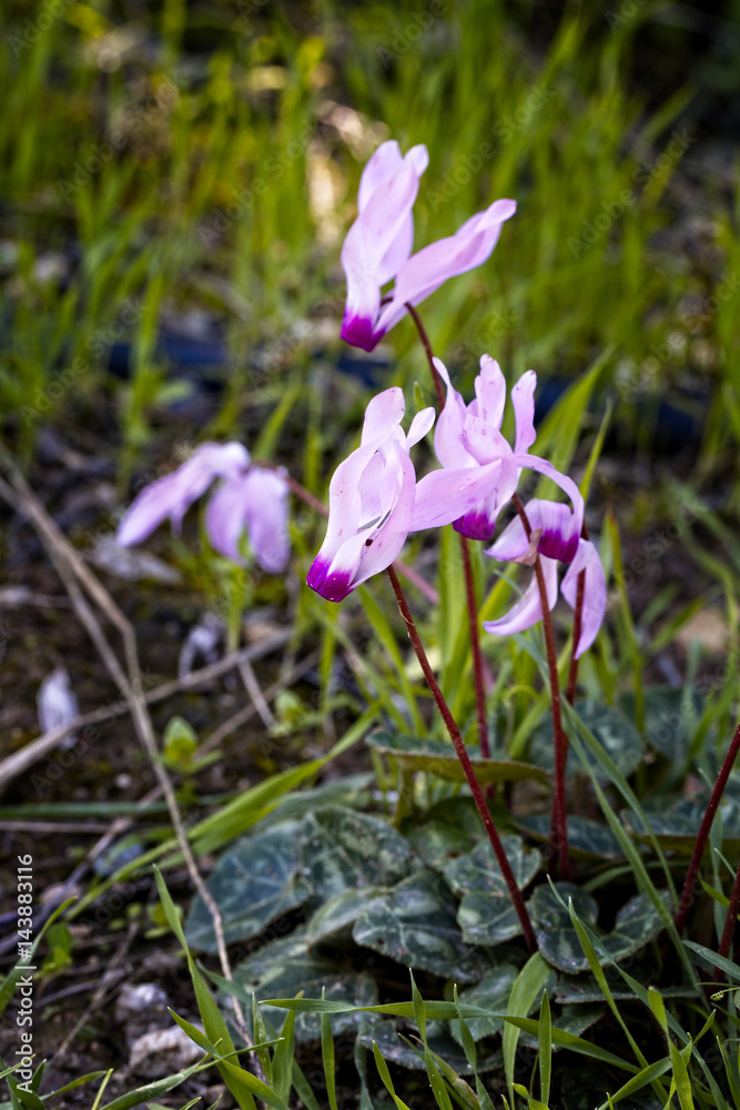 Persian Cyclamen (Cyclamen persicum), Akamas Penisula, Paphos, Cyprus.