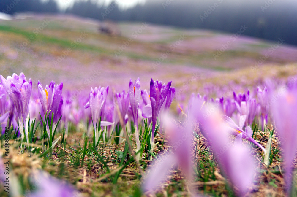 Obraz premium Crocuses on a mountain meadow
