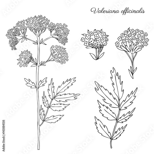 Valeriana officinalis botanical hand drawn vector ink sketch isolated on white background, doodle illustration for design package natural cosmetic, organic medicine, greeting cards, herbal green tea photo