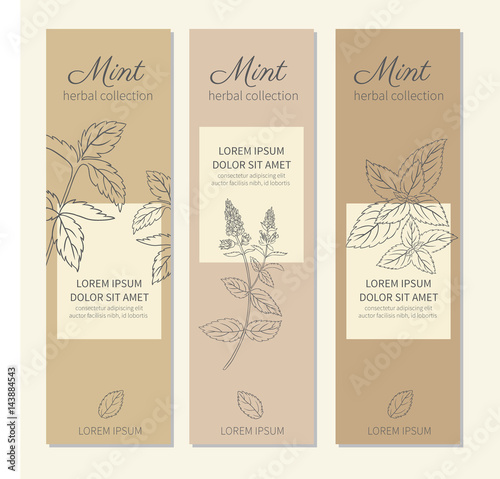 Set of vertical banners with hand drawn sketch mint leaves, mint branch, mint flowers,  isolated on white, Natural cooking doodle spicy ingredients, Vector botanical illustration, Healing herb