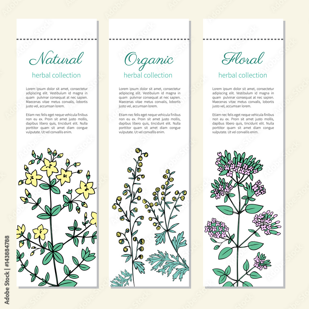 Artemisia absinthium, absinthe wormwood, Hypericum, St. John's wort or Hartheu, Oregano hand drawn vector isolated on white, Doodle Healing, vertical banner, label for cosmetics, design herbal package