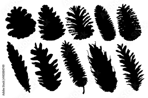 Cones of coniferous trees. 