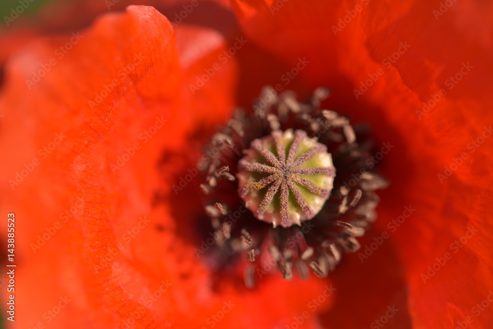 poppy flower macro details 