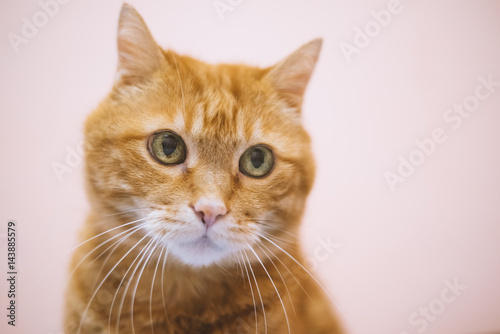 Lovely red cat. Soft focus. Color toned. Natural light.