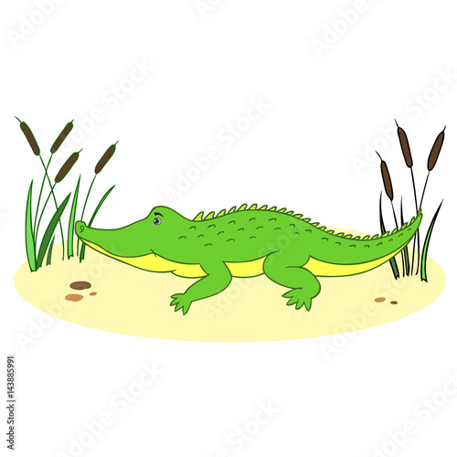 Cute cartoon little crocodile in reeds isolated on background, Vector doodle Illustration aligator, wild animal, Character design for baby shower, greeting card, children invite, creation of alphabet