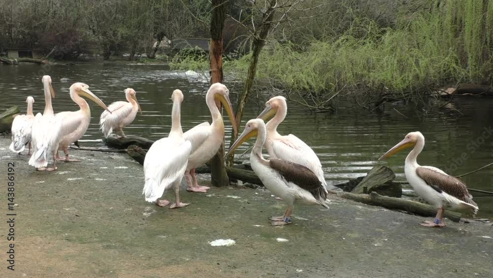 Flock of white pelicans on the lake
Flock of white pelicans on the lake